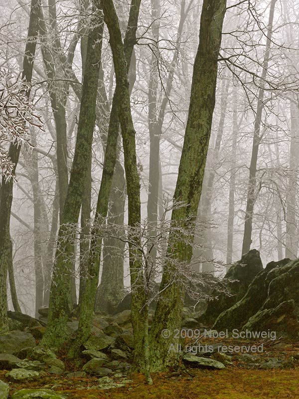 Noel Schweig Nature Photography
